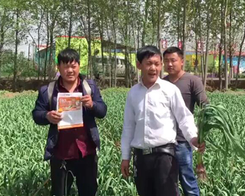 禹洲大蒜地久