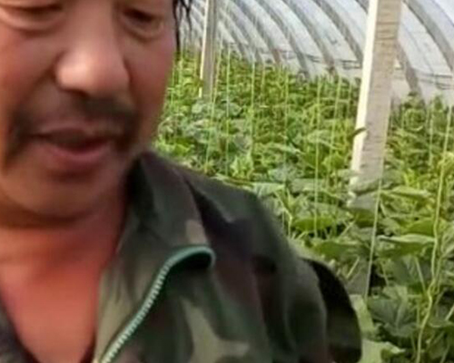 杨大哥的黄瓜天长效果