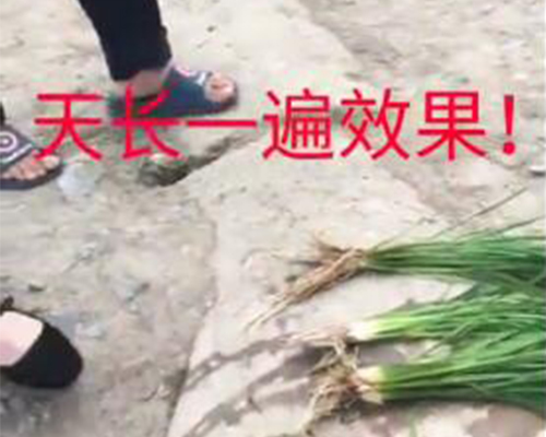 水稻天长一遍效果