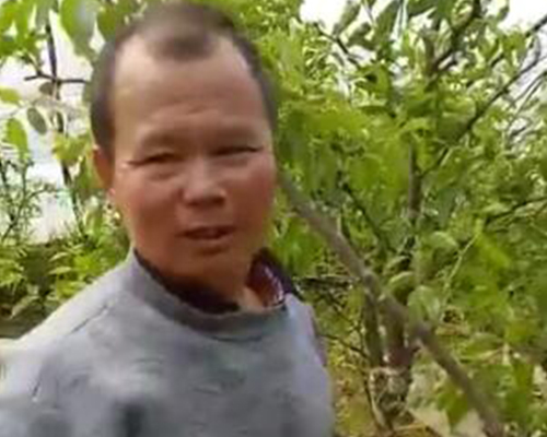 陕西大枣天长效果