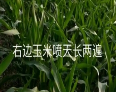 江苏玉米天长一遍