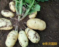 东北土豆效果强悍