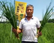 安徽水稻天长一遍效果
