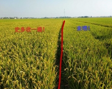 种植水稻如何防治钻心虫